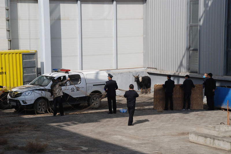 星火機(jī)床公司助力國家二級(jí)保護(hù)動(dòng)物回歸“家園”